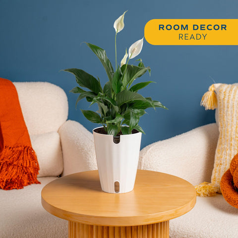Costa Farms Peace Lily white bloom closeup highlights delicate petals and graceful forms.