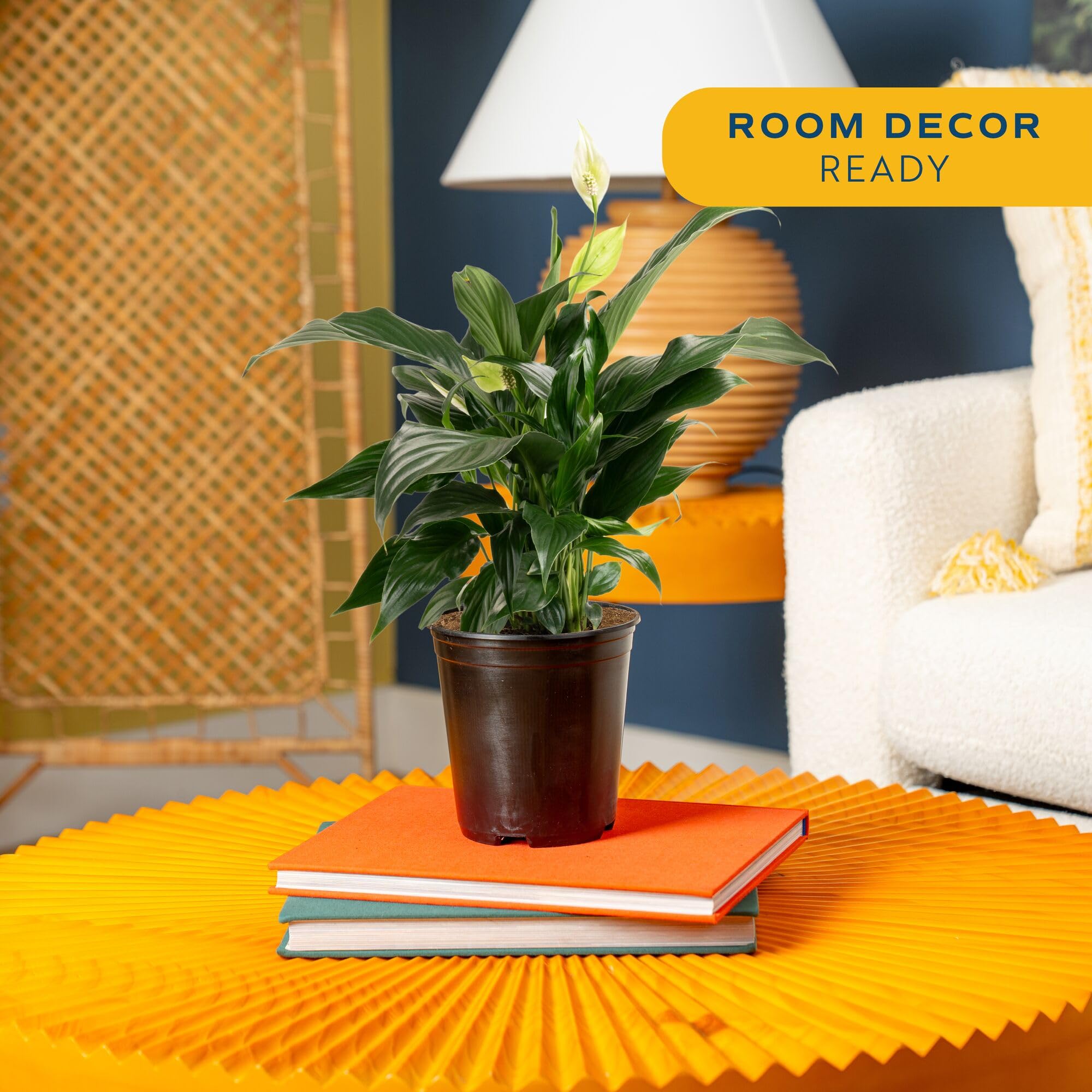 Costa Farms Peace Lily white flowers brighten any room and freshen indoor air.