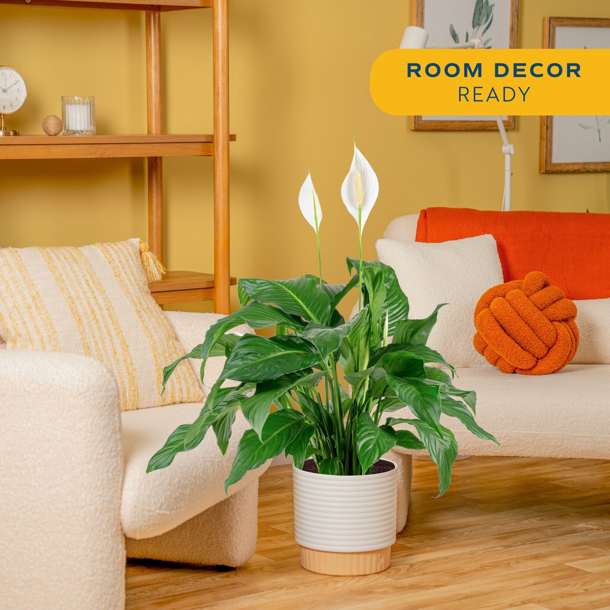 Close-up of Costa Farms Peace Lily white spathes highlights serene indoor beauty.