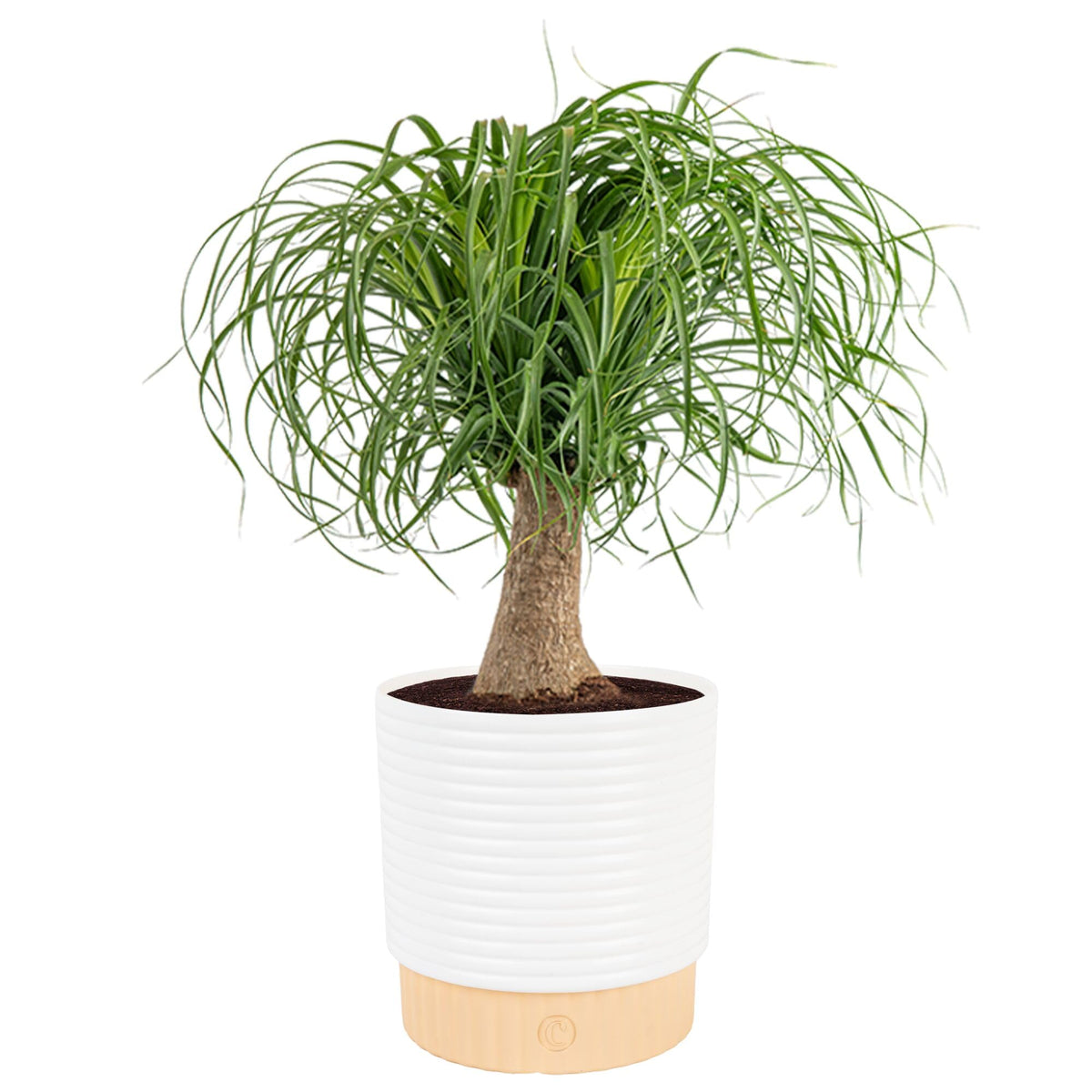 Costa Farms Ponytail Palm in decorative pot brightens any room with tropical style.
