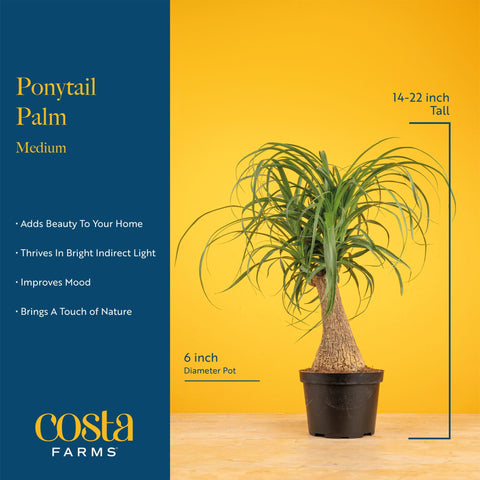 Floor-sized Ponytail Palm brings lush green height to living spaces.