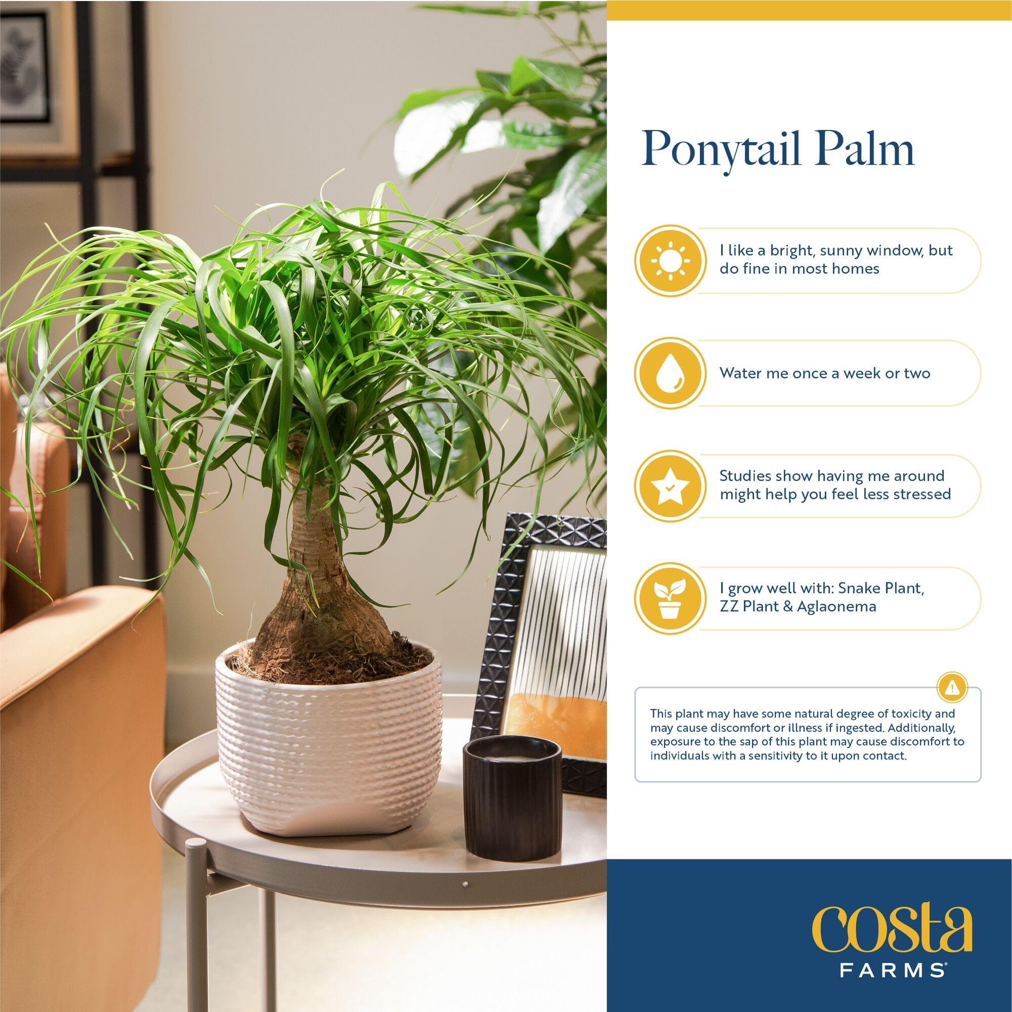 Gift-ready presentation makes Costa Farms ideal for birthdays or housewarmings.