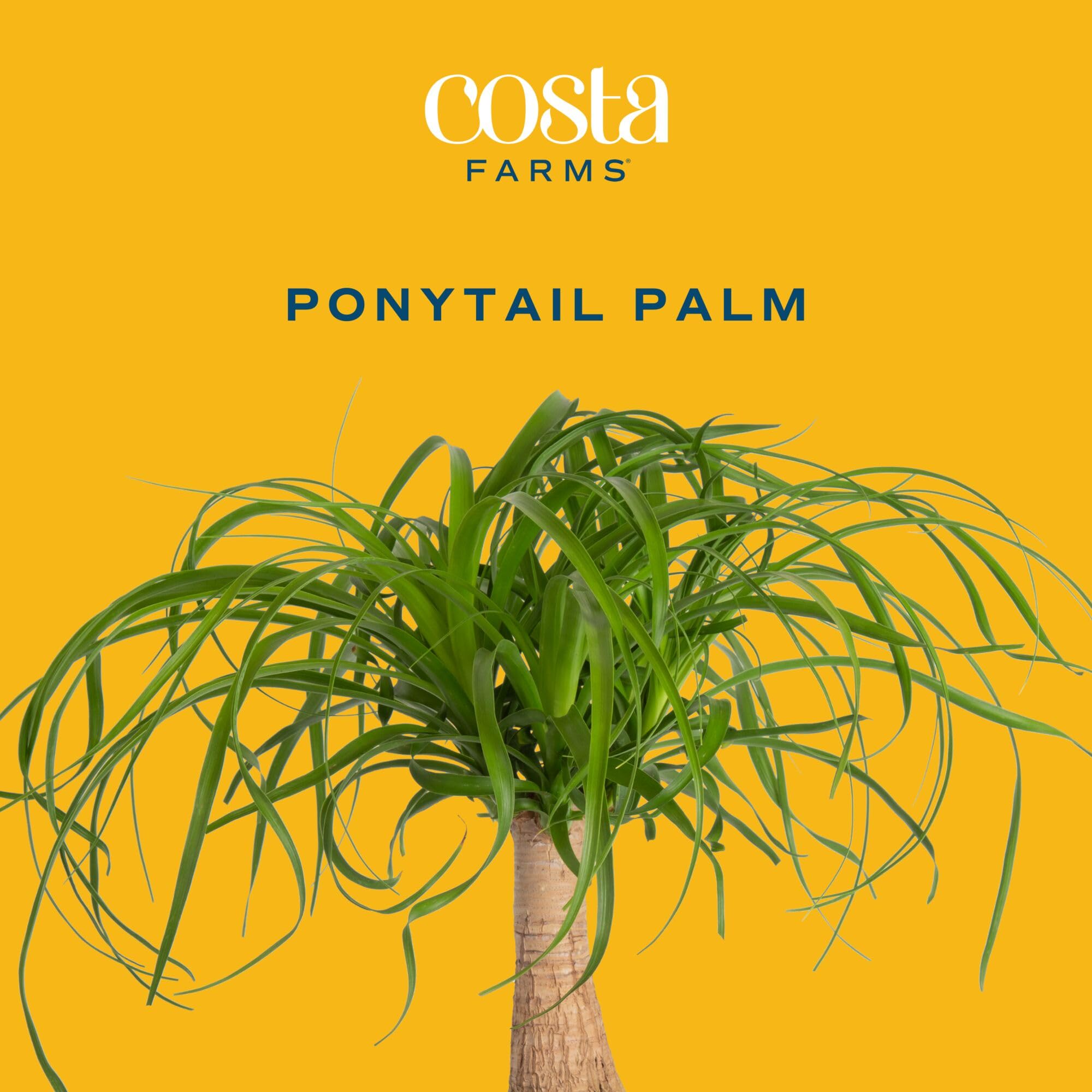 Tabletop-size Ponytail Palm fits shelves and desks with easy upkeep.