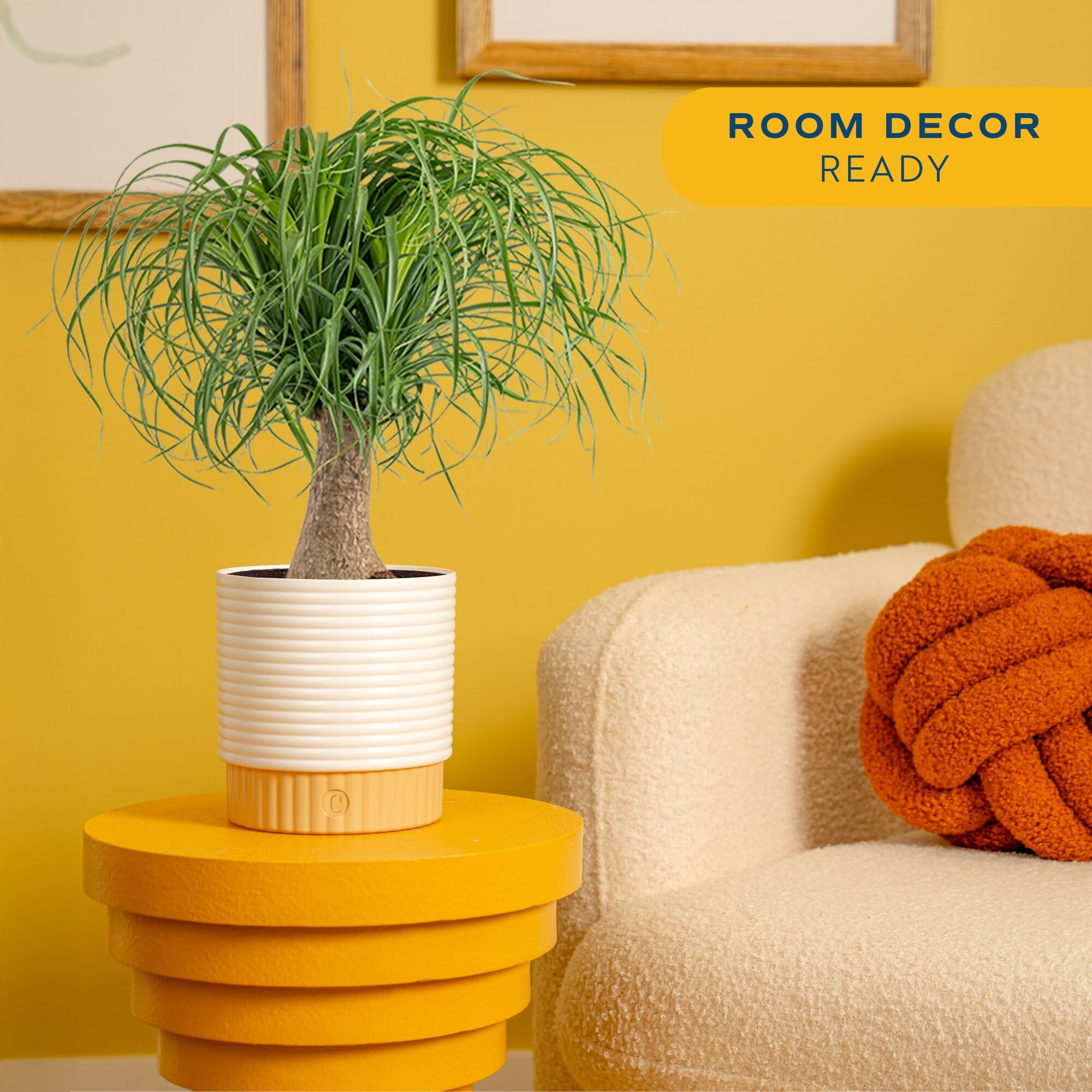 Ponytail Palm trunk and fronds create a bold focal point on desks.