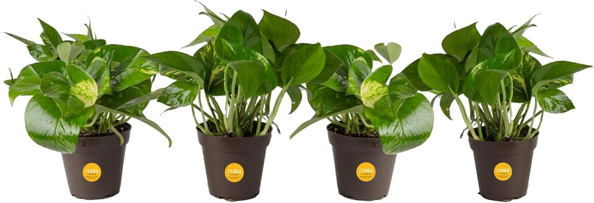 Costa Farms Pothos 4-pack arrival ready for home display