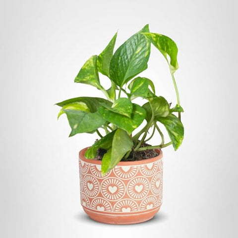 Costa Farms Pothos packaged securely from farm to home