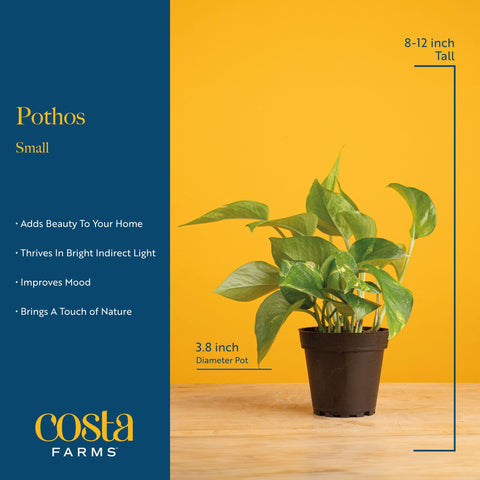 Costa Farms Pothos hanging basket display for trailing vines