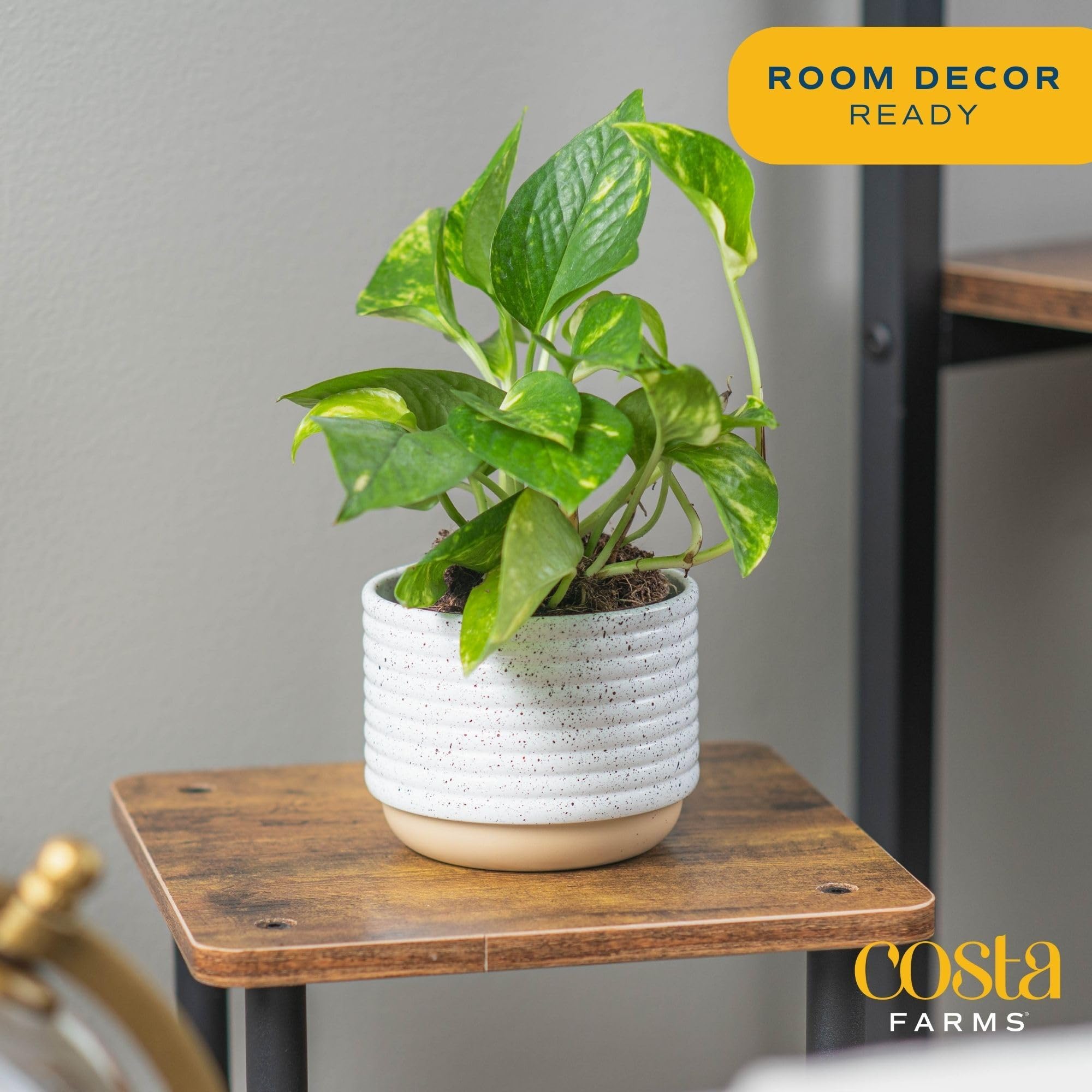 Costa Farms Pothos leaves close-up shows variegation