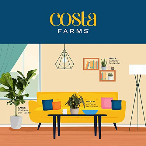 Costa Farms Pothos fresh packaging ensures quality on arrival