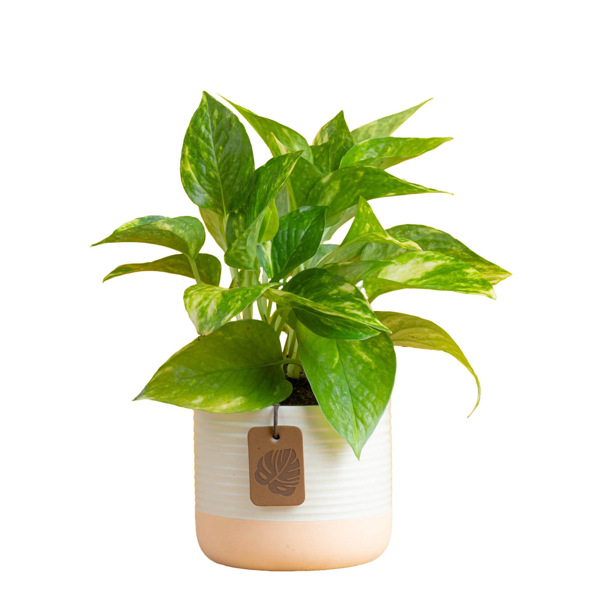 Costa Farms Pothos plant with trailing heart-shaped leaves for stylish home decor