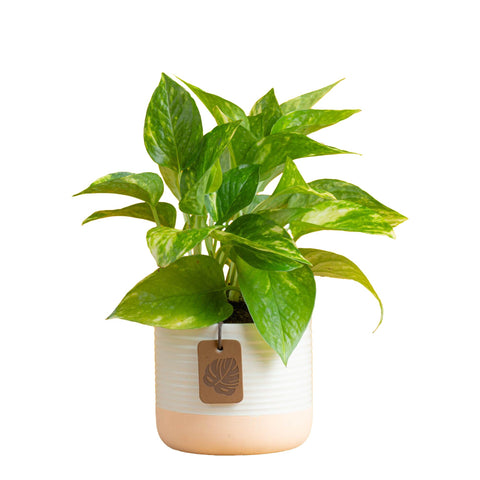 Costa Farms Pothos plant with trailing heart-shaped leaves for stylish home decor