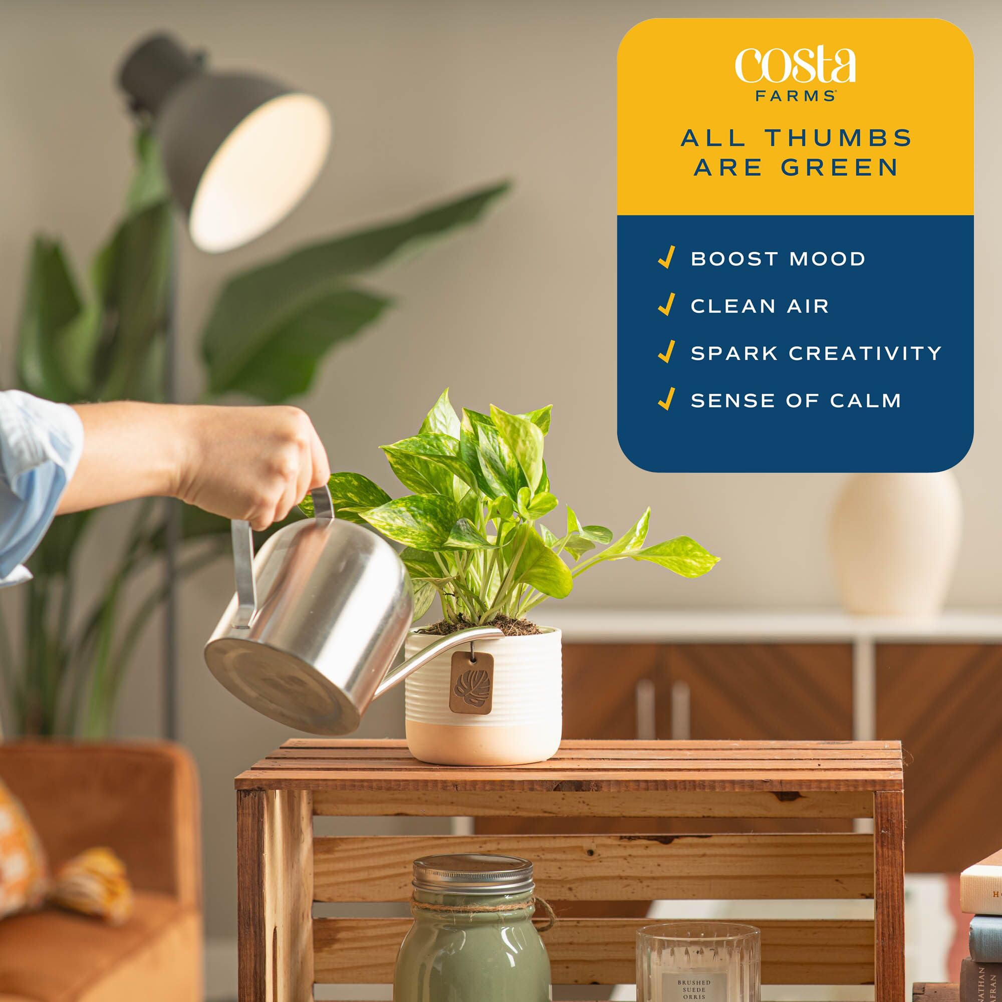 Costa Farms Pothos on a desk or shelf to brighten workspaces