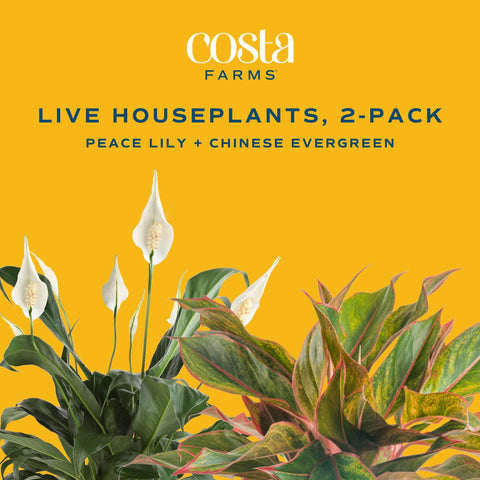 Costa Farms self-watering wick system ensures steady hydration with minimal effort.