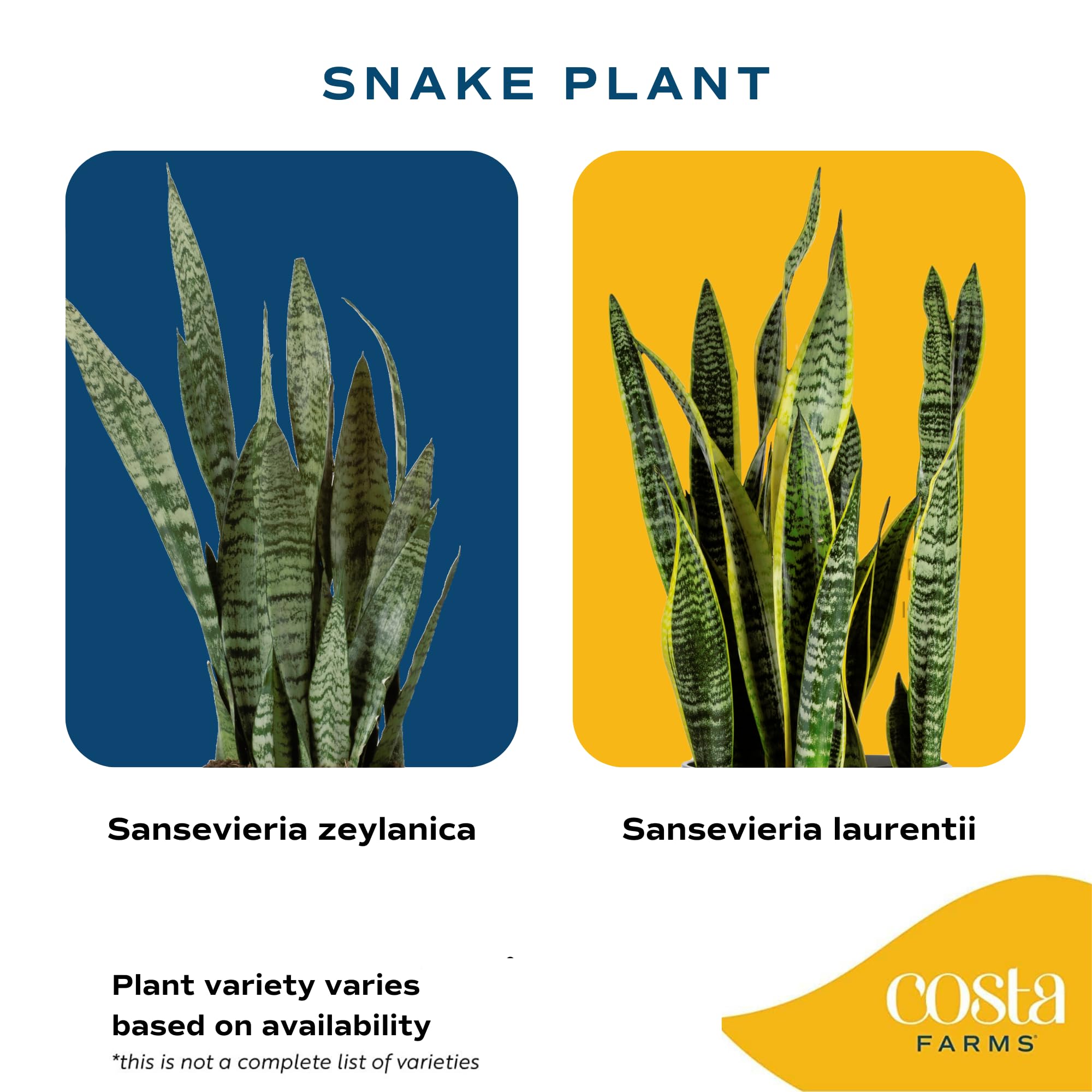 Costa Farms Snake Plant stands 1-2 feet tall on a shelf