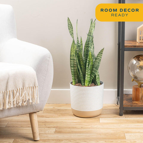 Costa Farms Snake Plant 2-3 feet tall adds vertical drama and easy maintenance.