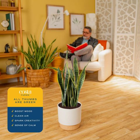 Costa Farms Snake Plant, 2-3 feet tall, makes a dramatic floor statement.
