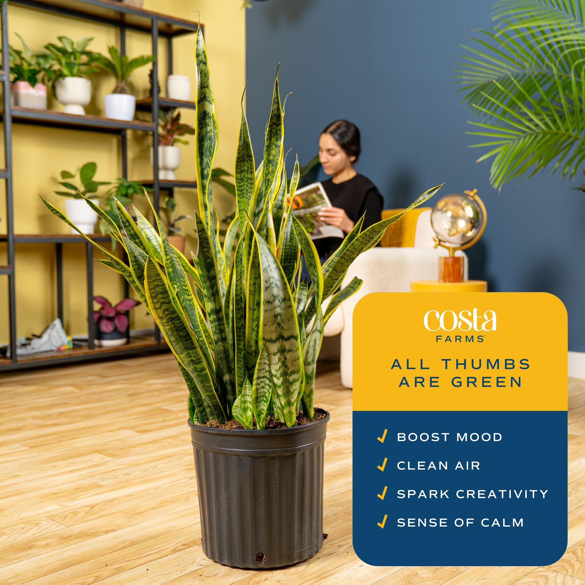 Costa Farms Snake Plant's upright foliage suits entryways and living rooms.
