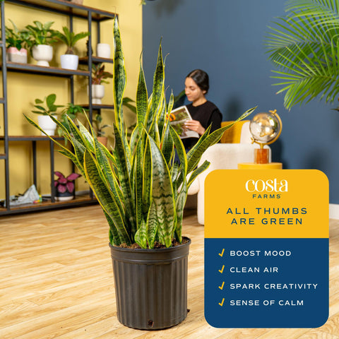 Costa Farms Snake Plant's upright foliage suits entryways and living rooms.