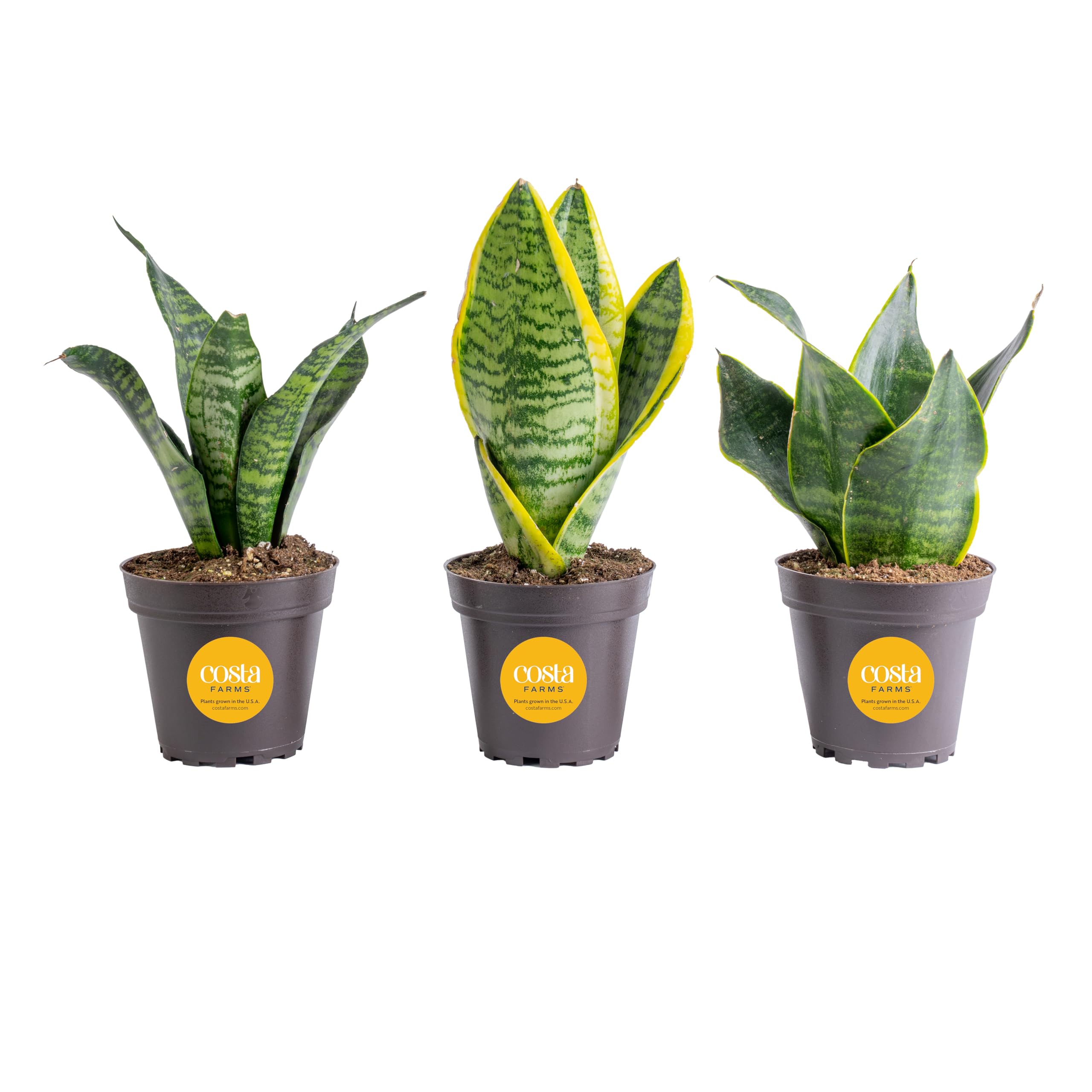 Costa Farms Snake Plant 3-pack on display brightens shelves and desks.