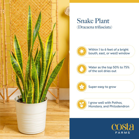 Costa Farms Snake Plant air-purifying effect enhances indoor air quality.