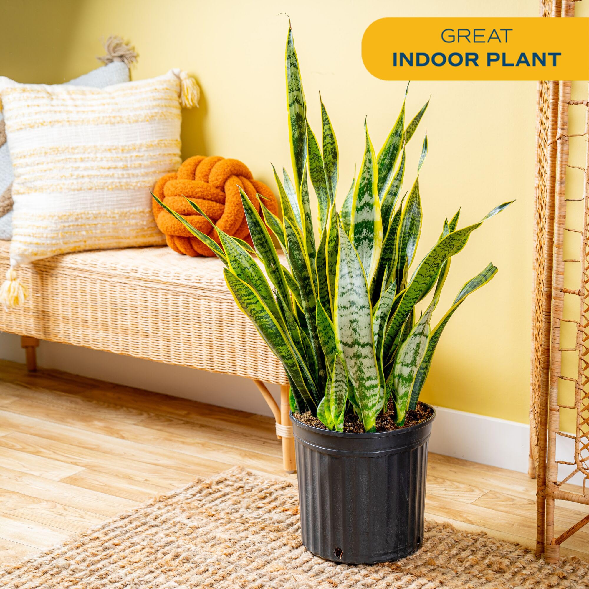 Costa Farms Snake Plant in a plastic pot complements modern home decor.