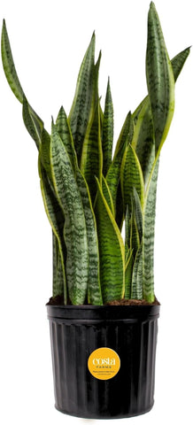 Costa Farms Snake Plant architecture leaves for modern home decor and visual calm.