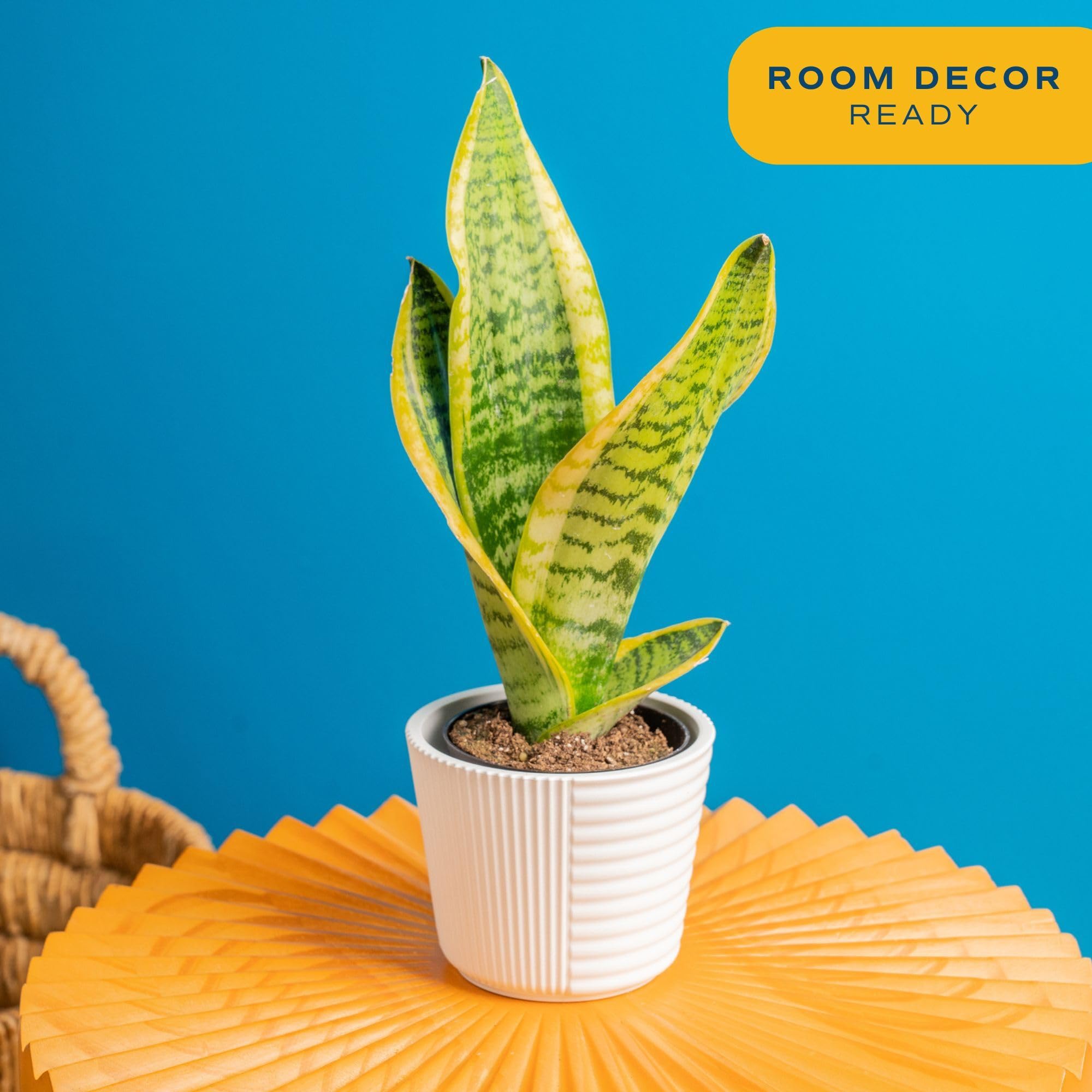 Costa Farms Snake Plant close-up highlights upright leaves for an office desk.