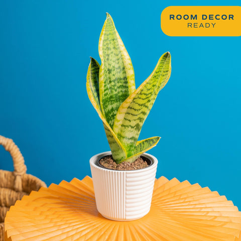 Costa Farms Snake Plant close-up highlights upright leaves for an office desk.
