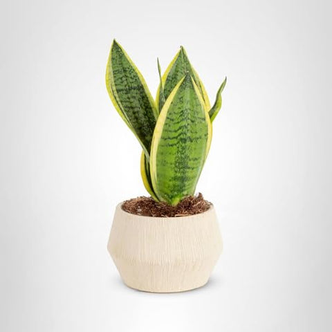 Costa Farms Snake Plant decor pair enhances room aesthetics.