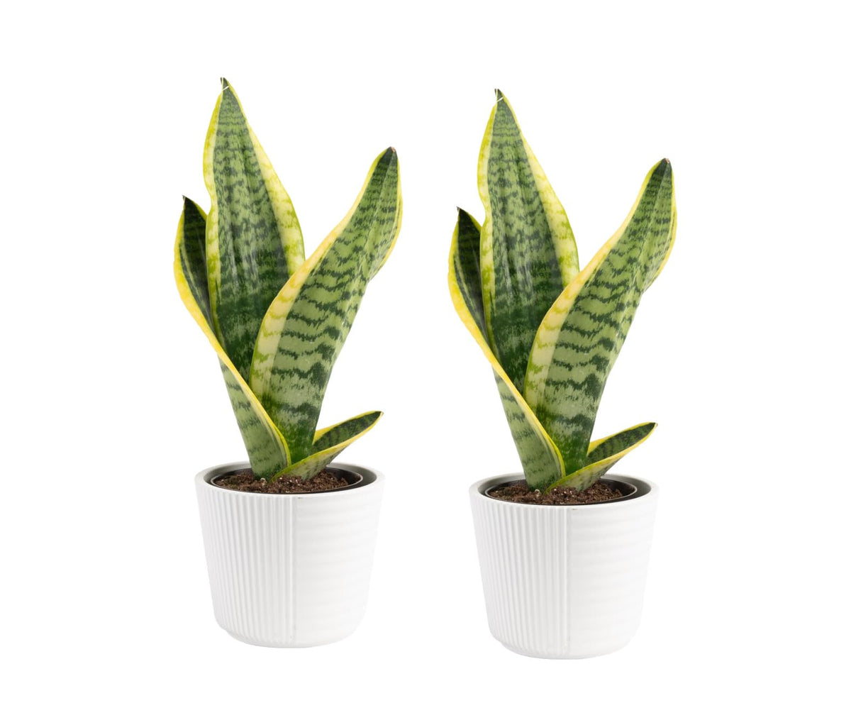 Costa Farms Snake Plant in decor pot adds modern style to a living room.