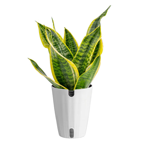 Costa Farms Snake Plant in a decor pot adds modern style to any room