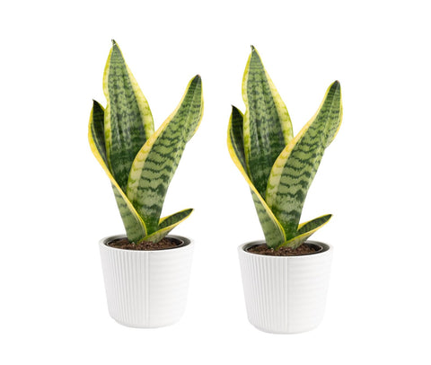 Costa Farms Snake Plant in decor pot adds modern style to a living room.