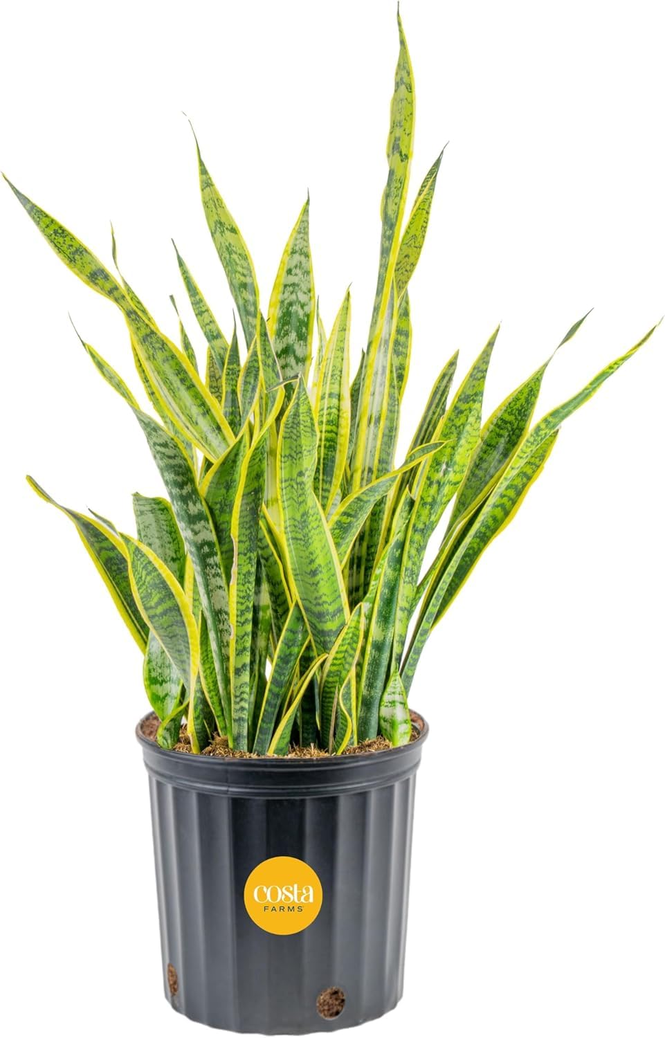 Costa Farms Snake Plant extra large leaves create a bold interior focal point.