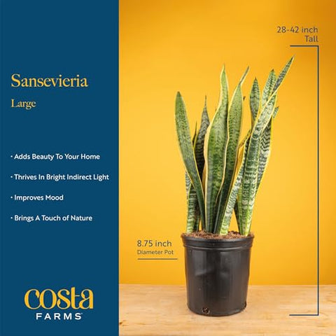 Costa Farms Snake Plant makes a thoughtful housewarming or gift option.
