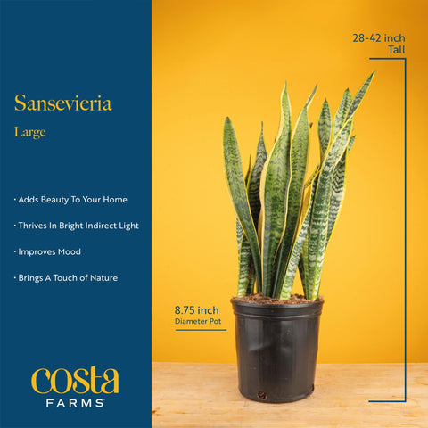 Costa Farms Snake Plant in an office setting adds greenery to workspaces.