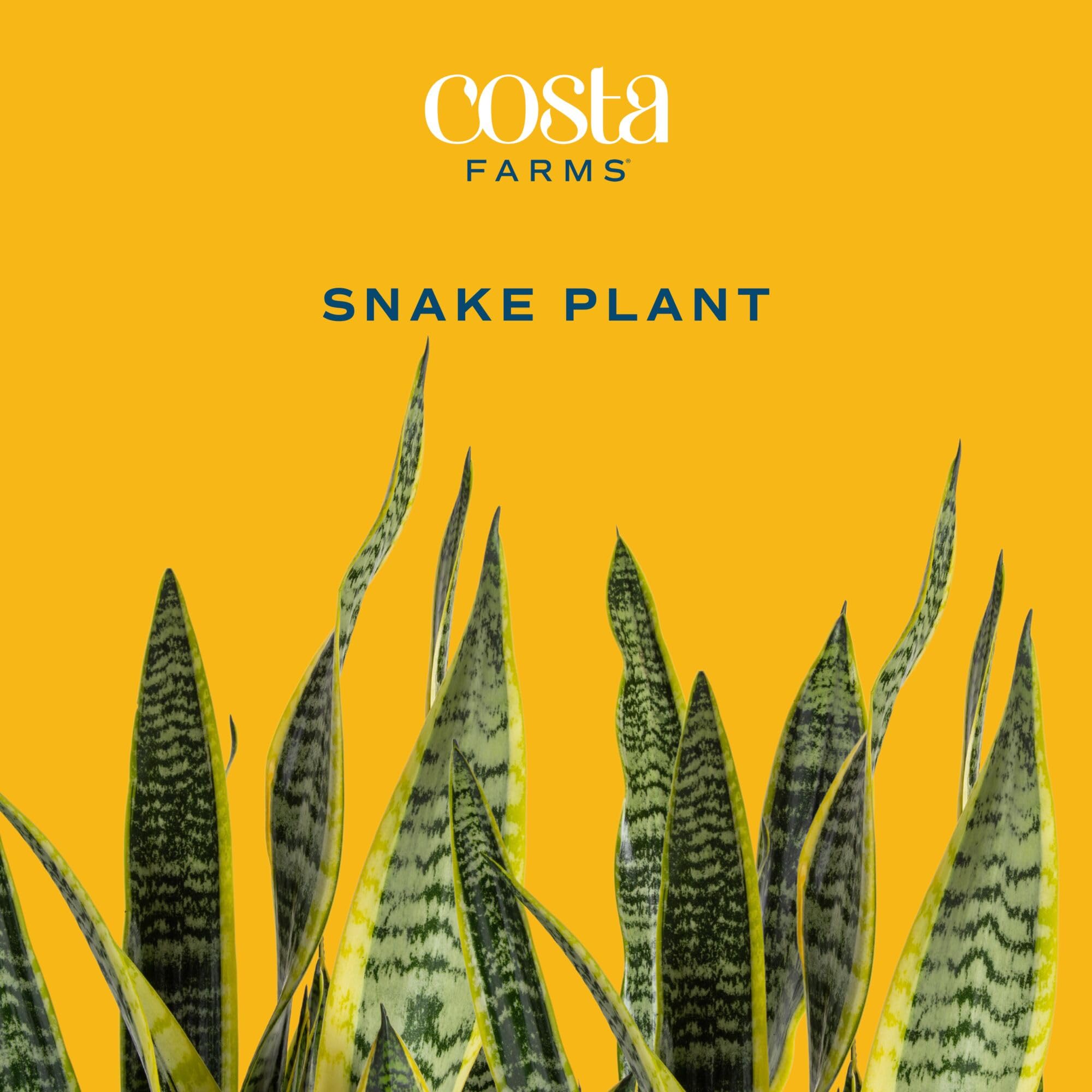 Costa Farms extra large Snake Plant stands 3-4 feet tall for drama.