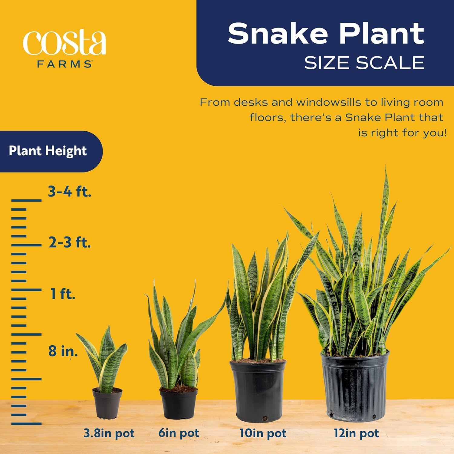 Costa Farms Snake Plant office decor emphasizes easy care and air-friendly vibes.