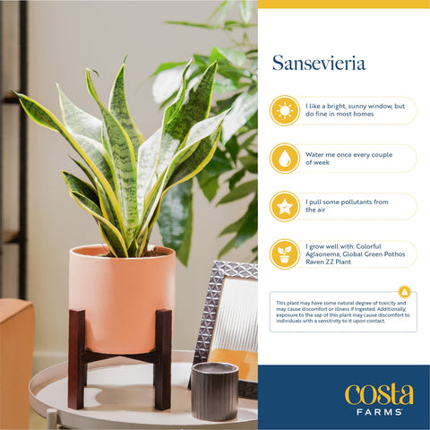 Costa Farms Snake Plant suited for office decor and desks