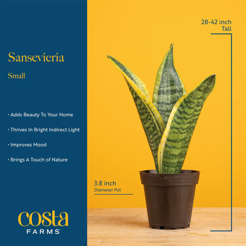 Costa Farms Snake Plant in decor pot brightens workspaces with natural calm.