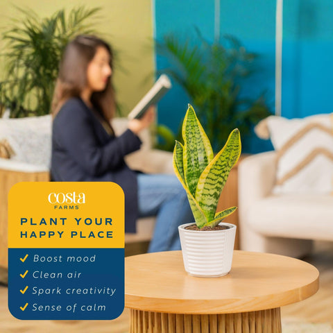 Costa Farms Snake Plant pack of 2 for budget-friendly home styling.