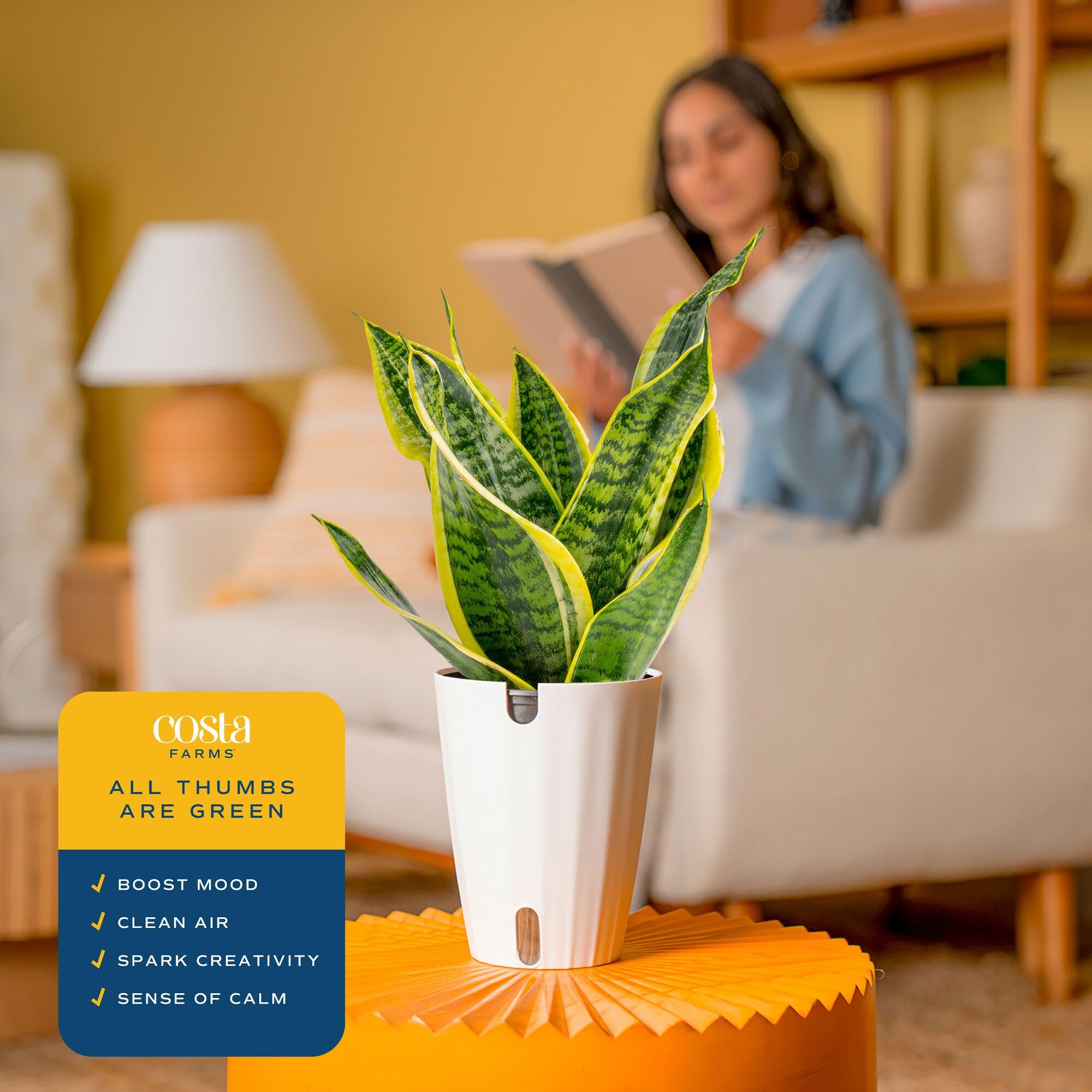 Costa Farms Snake Plant packaged with care and ready to ship