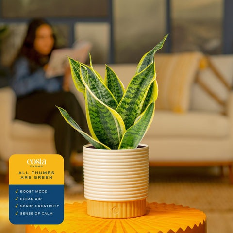 Costa Farms Snake Plant packaging ensures a fresh, ready-to-display plant.