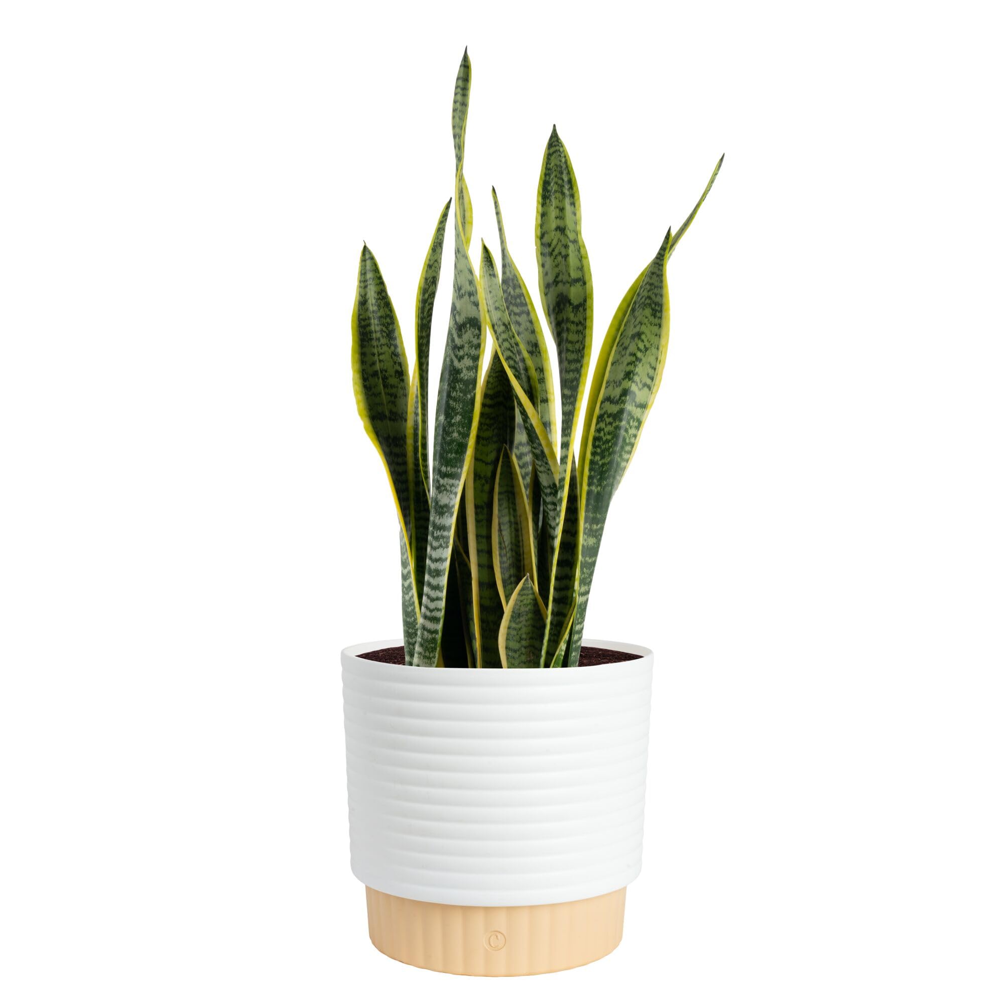 Costa Farms Snake Plant in premium decor pot enhances modern room aesthetics.