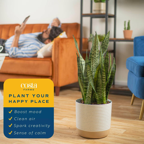 Costa Farms Snake Plant room decor elevates living room or office with architectural greenery.