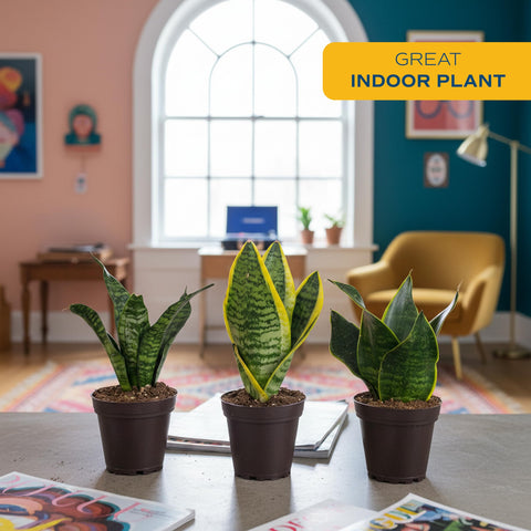 Costa Farms Snake Plant on shelf decor showcases modern, low-maintenance beauty.