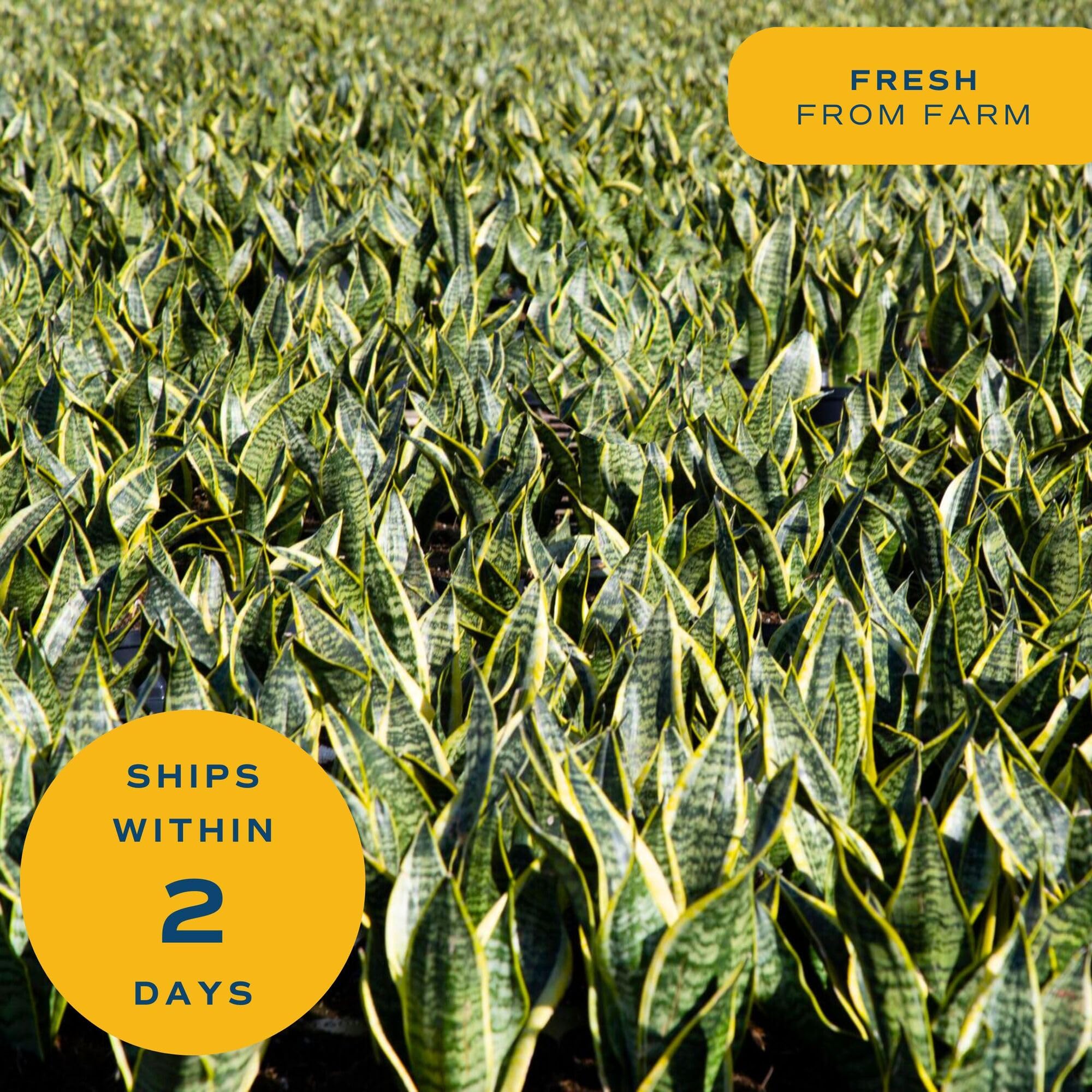 Costa Farms Snake Plant shipped fresh, ready to display upon arrival.