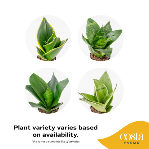 Costa Farms Snake Plant tabletop display adds greenery to any workspace.