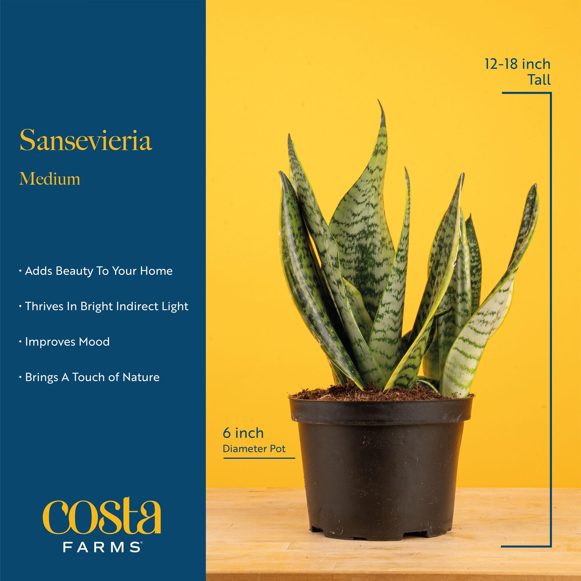 Costa Farms Snake Plant tropical foliage adds a calm architectural focal point