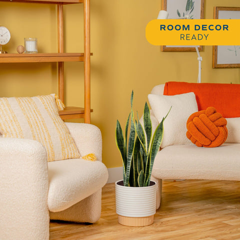 Costa Farms Snake Plant with upright architectural leaves creates a sleek focal point.
