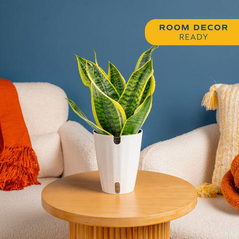 Costa Farms Snake Plant with upright leaves enhances low-light spaces